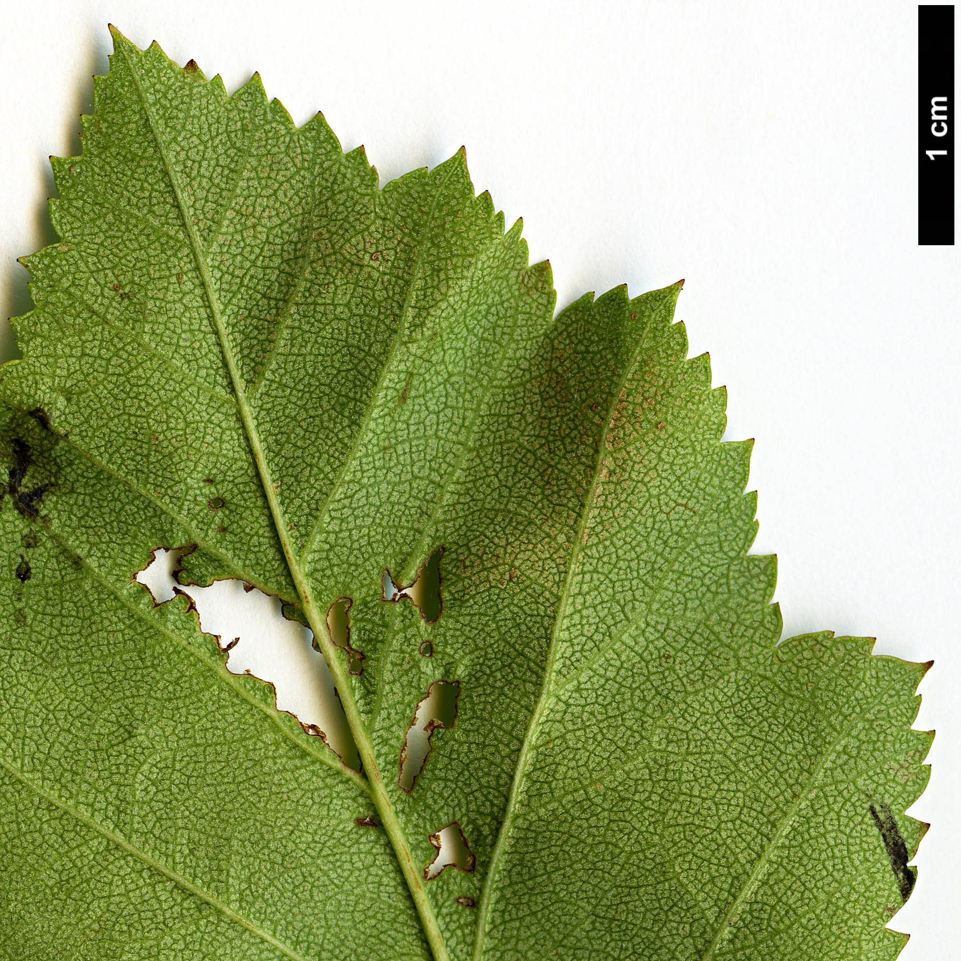 High resolution image: Family: Rosaceae - Genus: Crataegus - Taxon: intricata - SpeciesSub: var. rubella